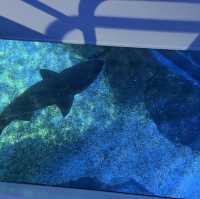 近距離欣賞海底世界的水族館！