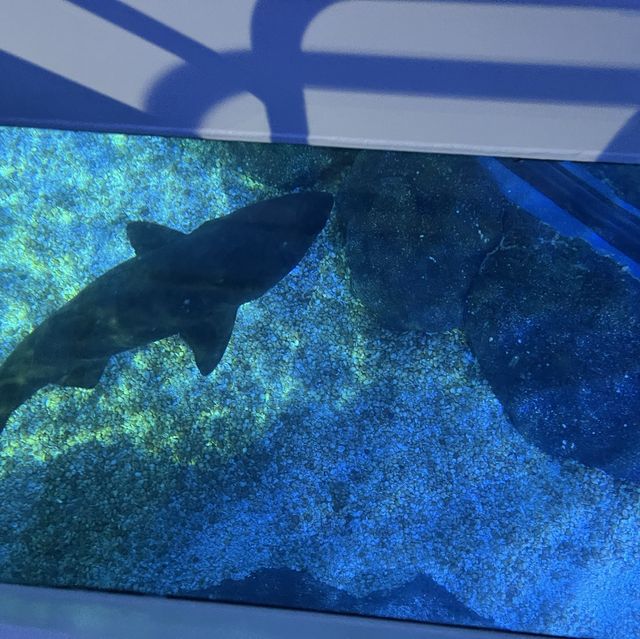 近距離欣賞海底世界的水族館！