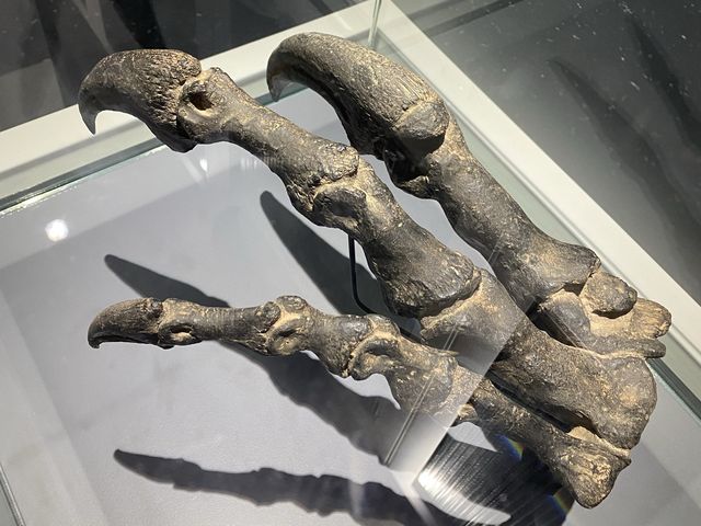 🦕八大．尋龍記🦖