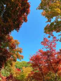 서울 근교 단풍 명소 추천:: 곤지암 화담숲