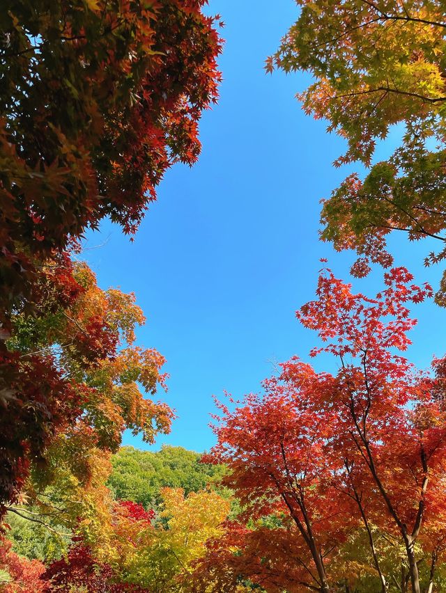 서울 근교 단풍 명소 추천:: 곤지암 화담숲