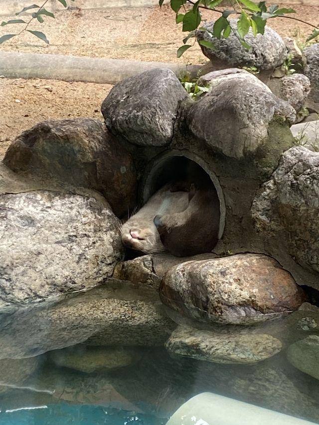 아이들과 함께 가기 좋은 곳, 서울대공원 동물원 🐘