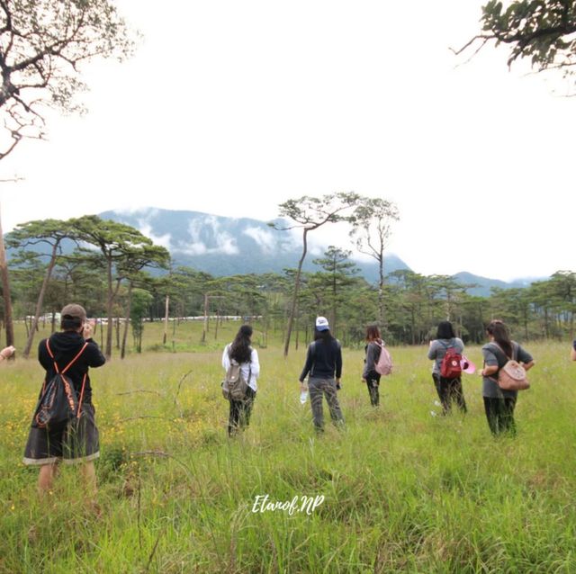 🌷ไปดูดอกไม้ ณ ลานสน ภูสอยดาว🌲