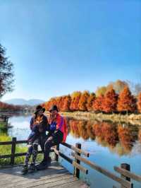 반영이 아름다운 담양 관방제림🤎11월말까지 예쁠거예요🍂