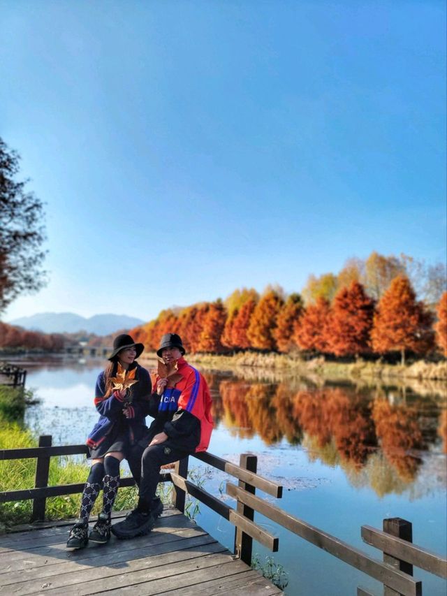 반영이 아름다운 담양 관방제림🤎11월말까지 예쁠거예요🍂
