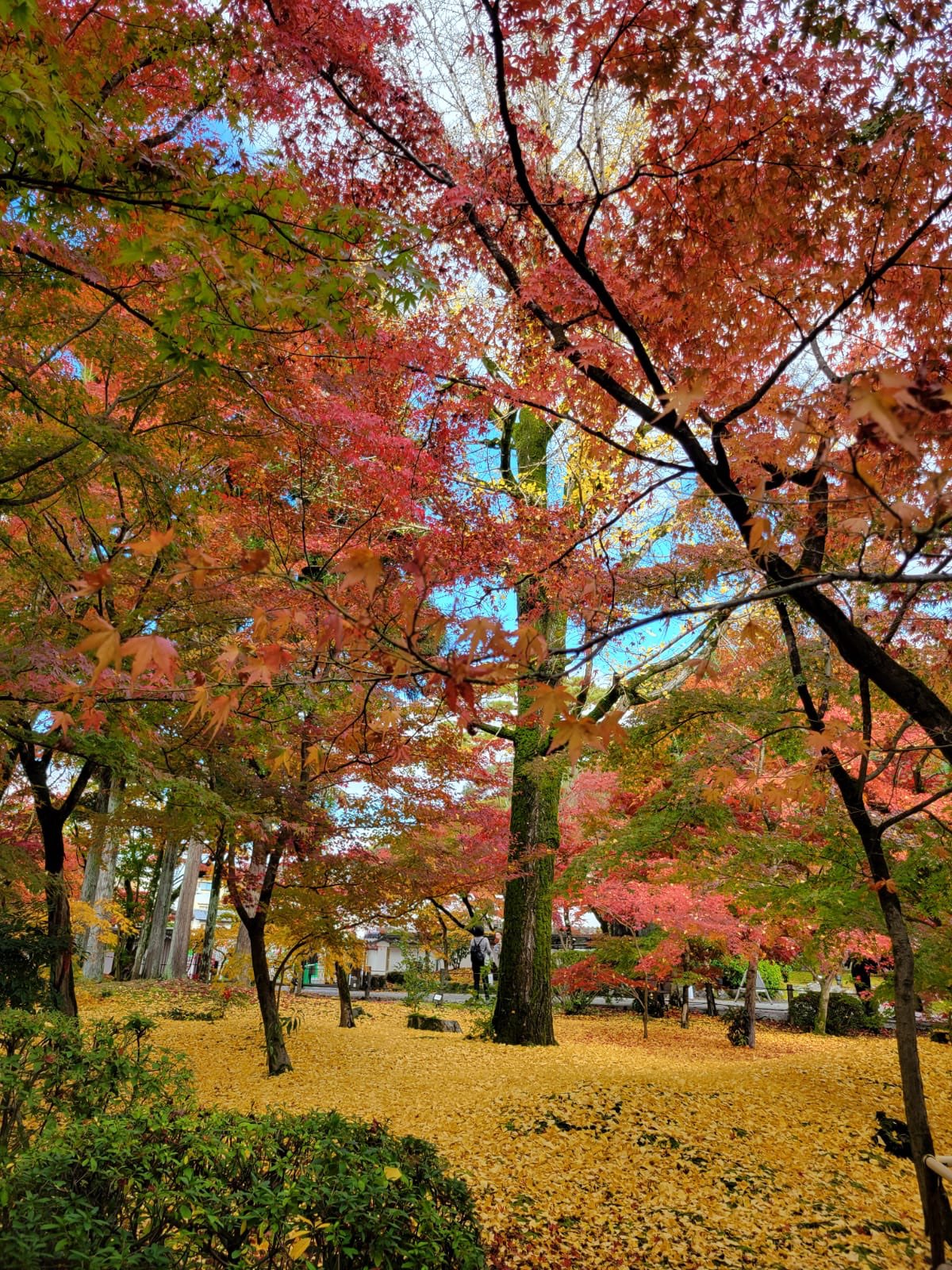 一等一的紅葉勝地 永觀堂 Trip Com 京都