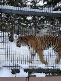 🇯🇵北海道-旭川動物園