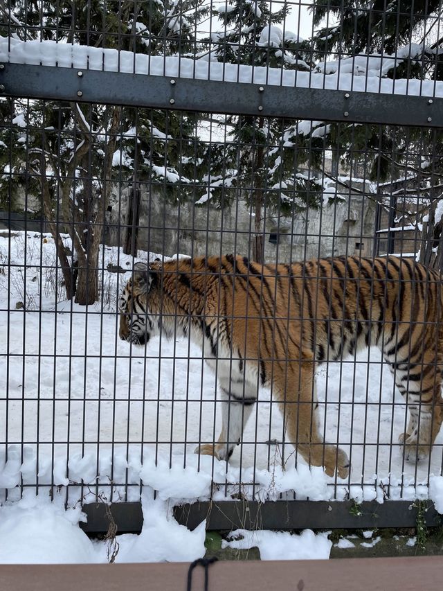 🇯🇵北海道-旭川動物園