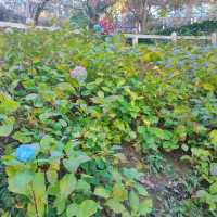 福壽山農場-海芋、繡球花海區