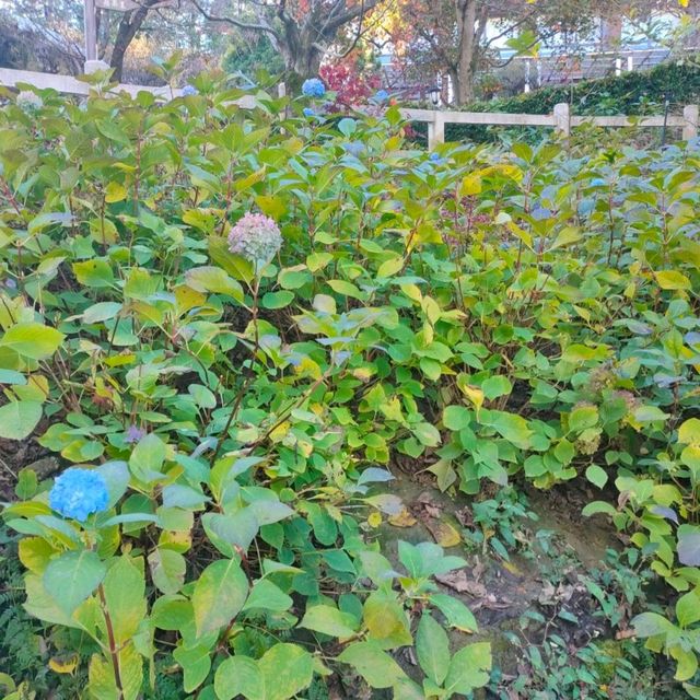 福壽山農場-海芋、繡球花海區