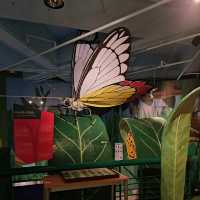 Butterflies Up-Close