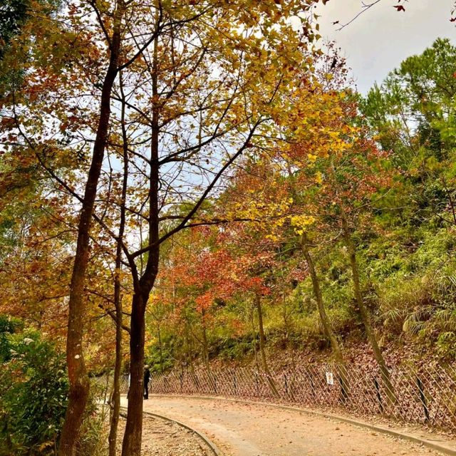 睇紅葉季節~~大棠紅葉🥰🤩😍 睇紅葉季節~~大棠紅葉🥰🤩😍