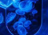 Aquaria Phuket พิพิธภัณฑ์สัตว์น้ำที่ใหญ่ที่สุด