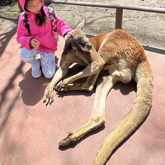 親子旅遊必到景點 - 九州自然動物園