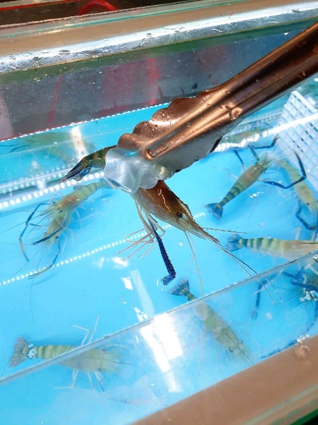 佐敦 | 蝦蝦燒 | 流水蝦店
