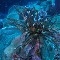 BUNAKEN MARINE PARK, MANADO