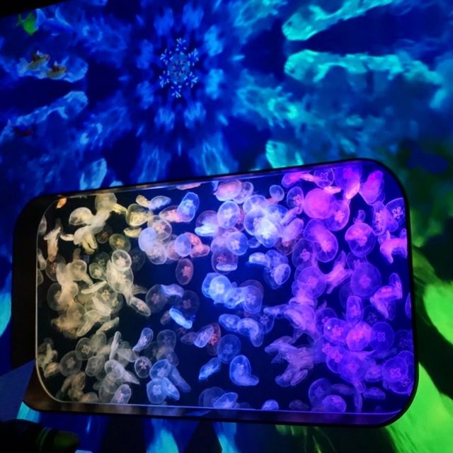 與水母一同晚餐