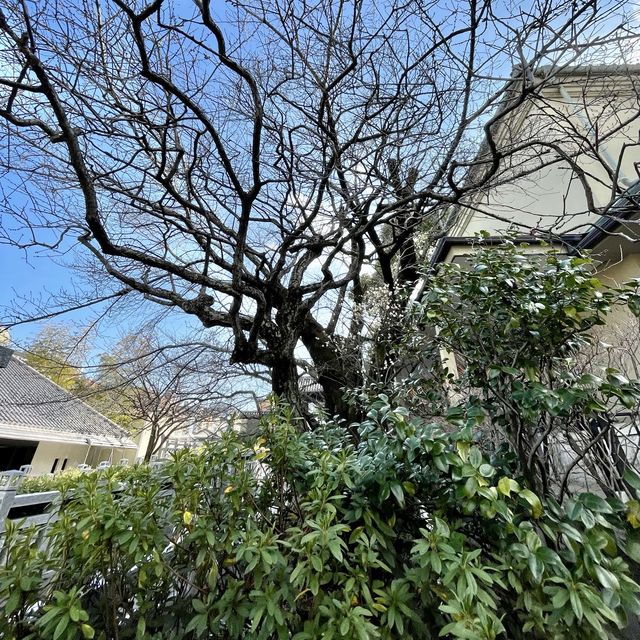 泉岳寺の梅