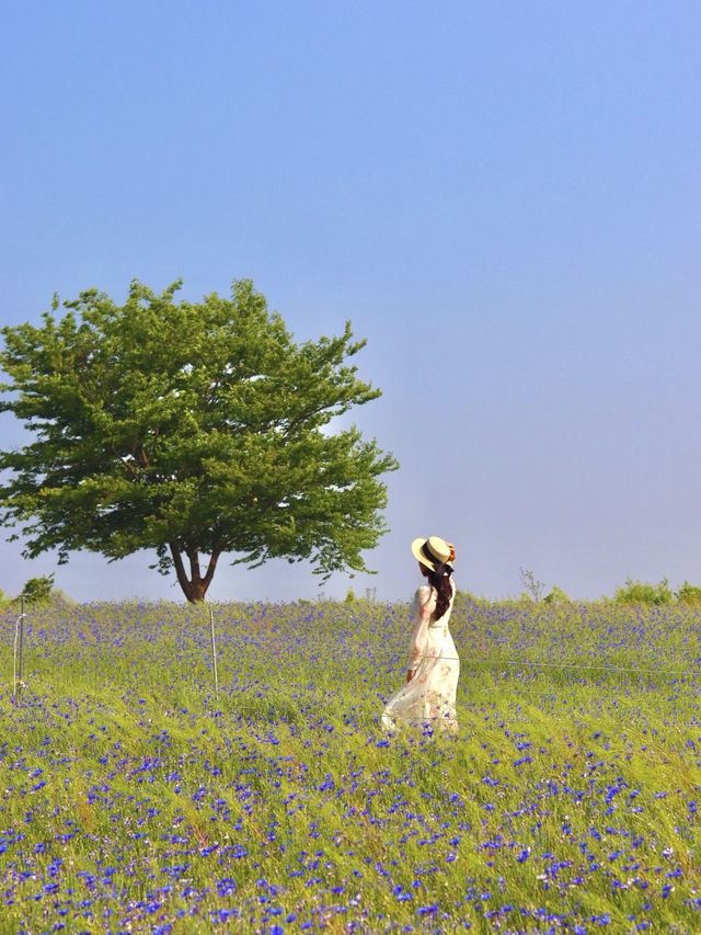 파란물결 가득한 당진 아그로랜드 꽃천국💙