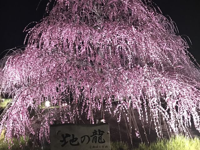鈴鹿看超美垂枝梅花