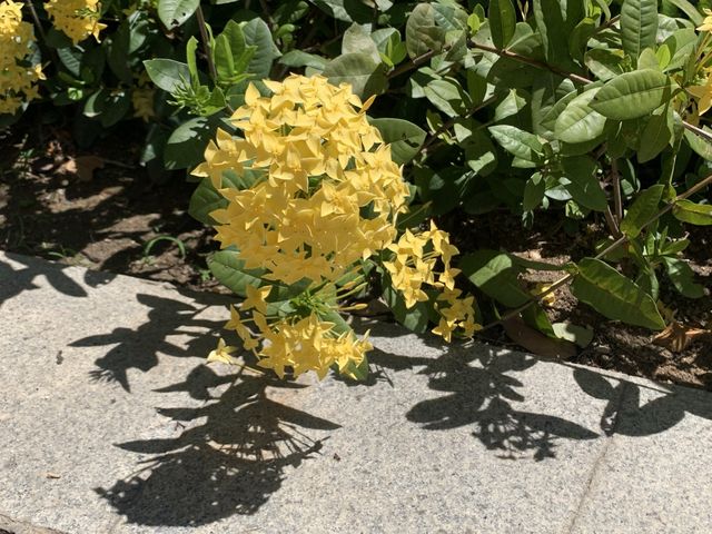 本地遊 ｜ 荔枝角公園 ｜賞花 ｜ 小百日草