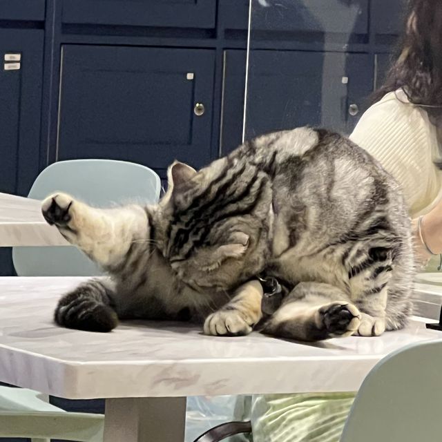 觀塘可愛貓cafe