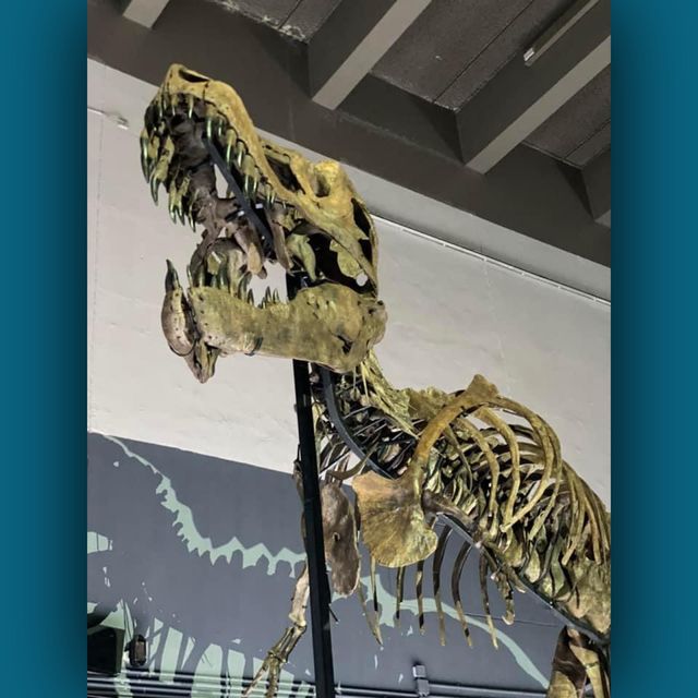 恐龍🦕🦖出沒注意⚠️