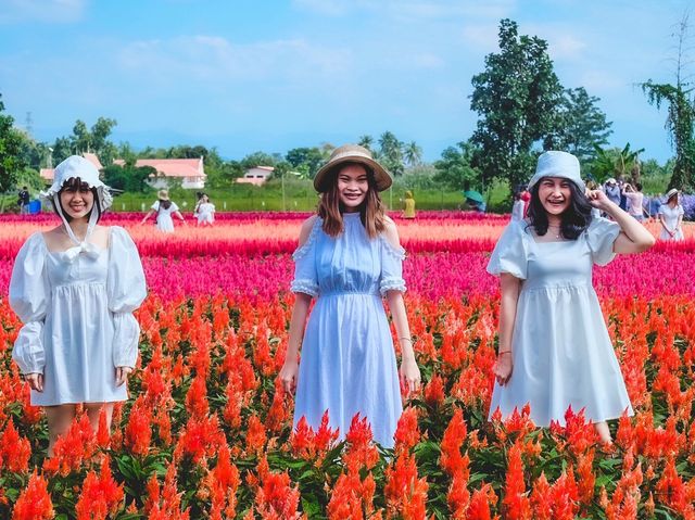 ทุ่งดอกไม้ เชียงใหม่​  I Love Flower Farm แม่ริม