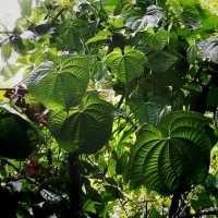 The Windsor Nature Park In Singapore