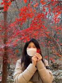 가을하면 뜨는 단풍여행 명소 : 용문사