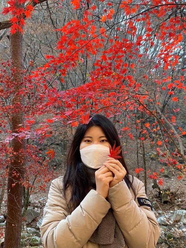 가을하면 뜨는 단풍여행 명소 : 용문사