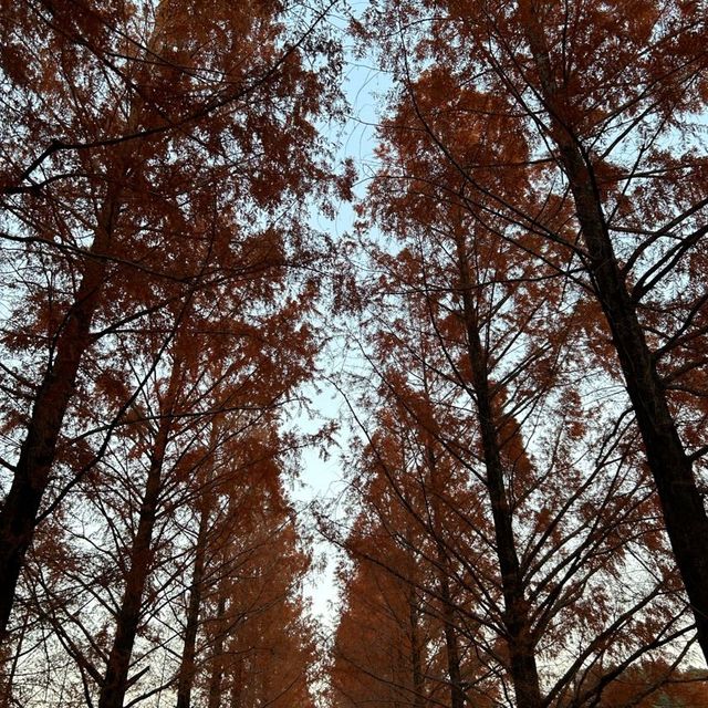 가을 단풍구경 막차입니당 ♥️🍁🍂