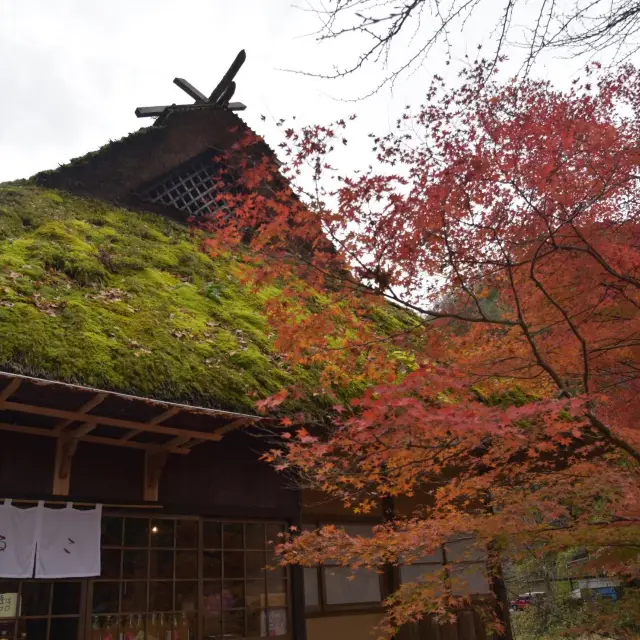 愛知県　香嵐渓