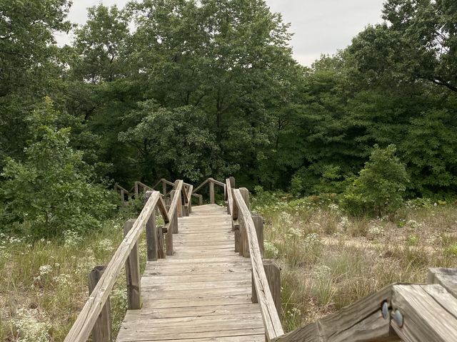 Trail 4 - Indiana Dunes State Park 