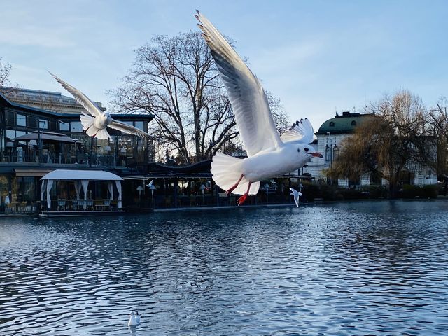 🦆🐦 WUTHERING GULLS  🦆🐦