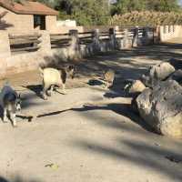 Al Areen Wildlife Park & Reserve