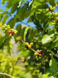 Oahu Green World Coffee Farm