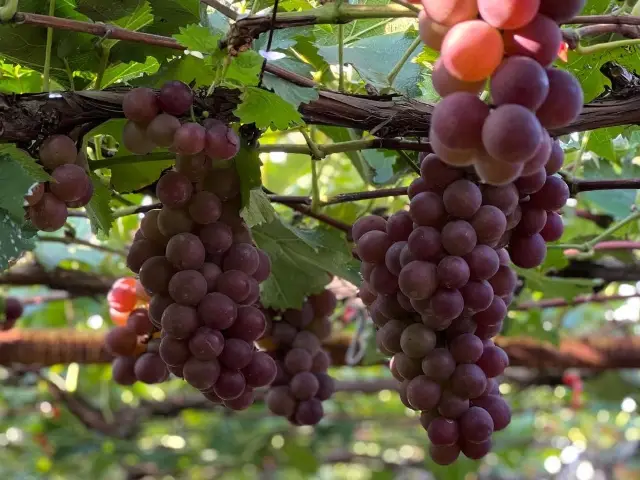 칭다오에서 산지직송 포도뷔페 즐기기