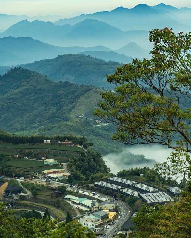 Spring in Alishan