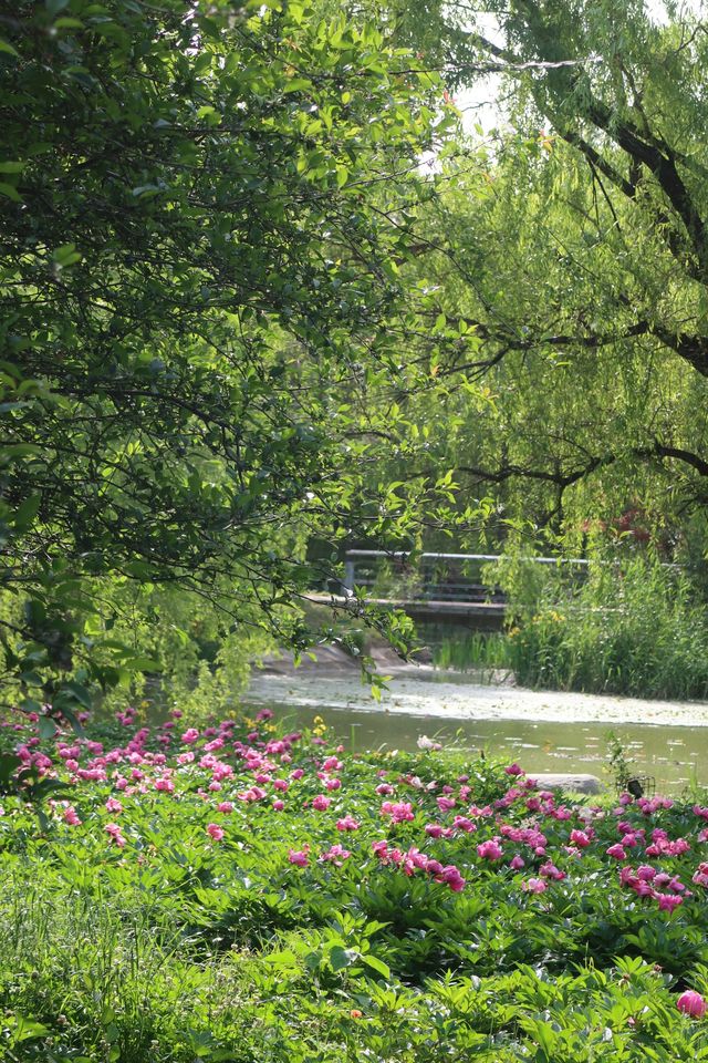 Fuyang's best place to enjoy roses in bloom - Delta Park.