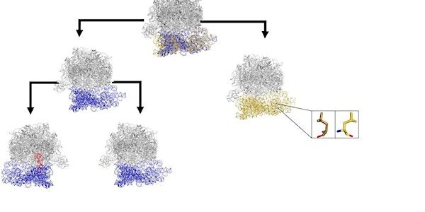 Conformational Ensembles: Statistical Structural Biology | UCSF Mission Bay, Genentech Hall Atrium