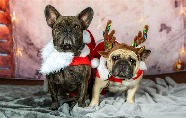 Holiday Pet Portrait Day | Mountain West Cider