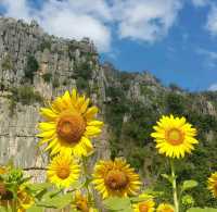ทุ่งทานตะวัน@เนินมะปราง