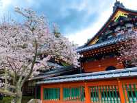 京都　SAKURA 桜めぐり❗️毘沙門堂の枝垂桜に感動❗️