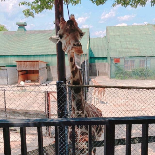 きりんへの給餌体験ができる！姫路セントラルパーク