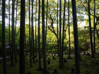 【京都】圓光寺　波紋の美と木々の緑