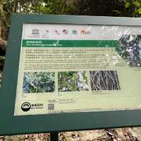 親子行山好去處👣 烏絞騰->三亞村->荔枝窩