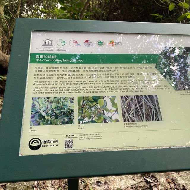親子行山好去處👣 烏絞騰->三亞村->荔枝窩