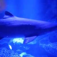 すみだ水族館