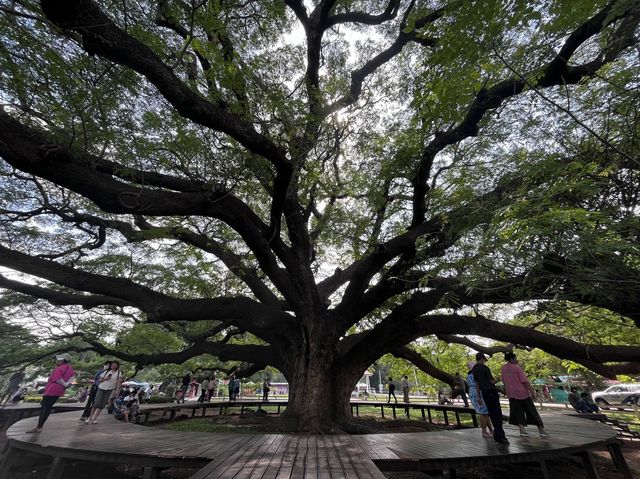 ต้นจามจุรียักษ์ 🌳🌳